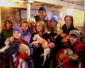 sheep-gestation